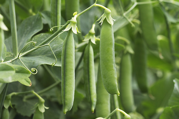 горох овощной Амалфи